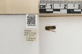 Media type: image;   Entomology 791101 Aspect: Labels